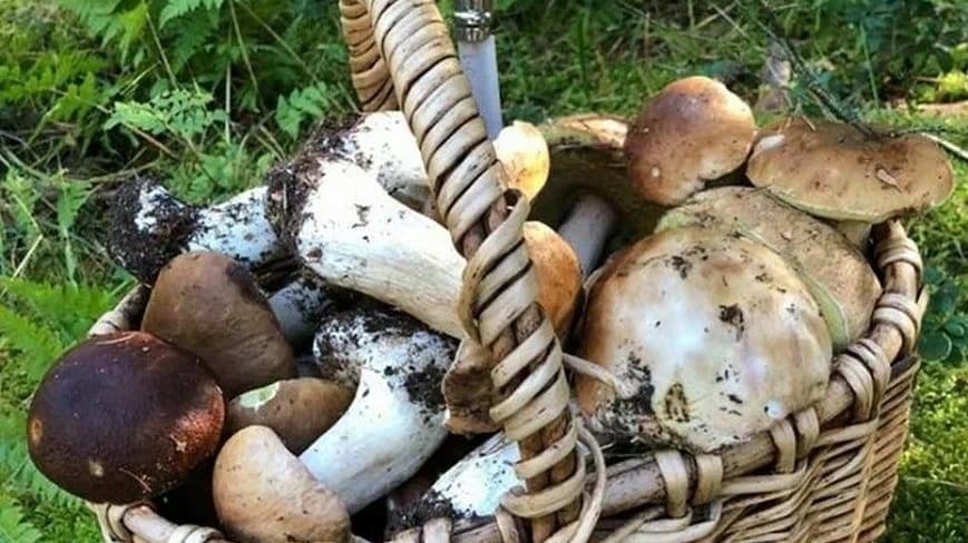 Нижегородцы рассказали о грибных округах в регионе