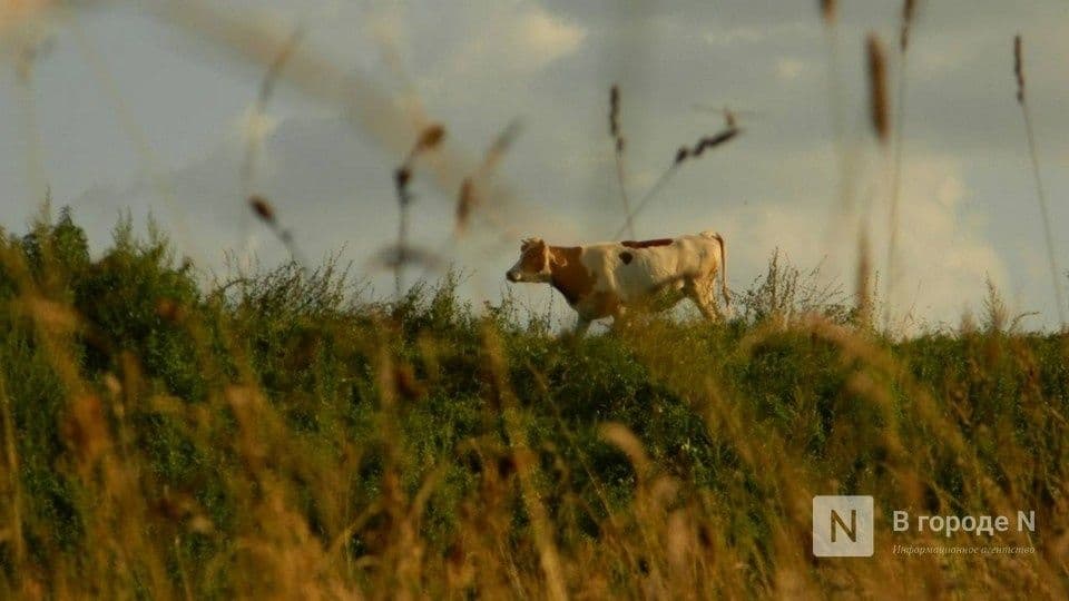 Более ста агроклассов открылось в школах Нижегородской области