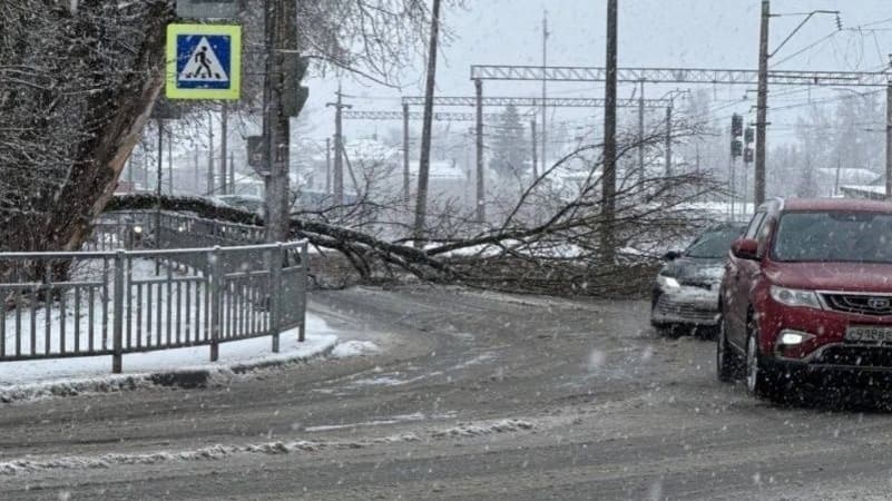 Дерево рухнуло прямо на дорогу в Сормовском районе Нижнего Новгорода