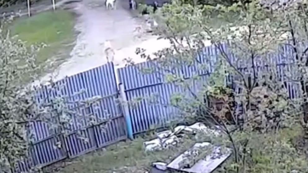 Уголовное дело возбудили после нападения собаки на девочку в Нижнем Новгороде