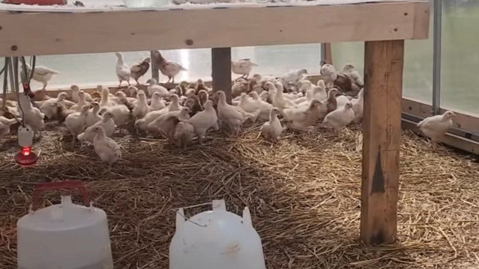 Канадская семья Фейнстра показала свою ферму в Нижегородской области