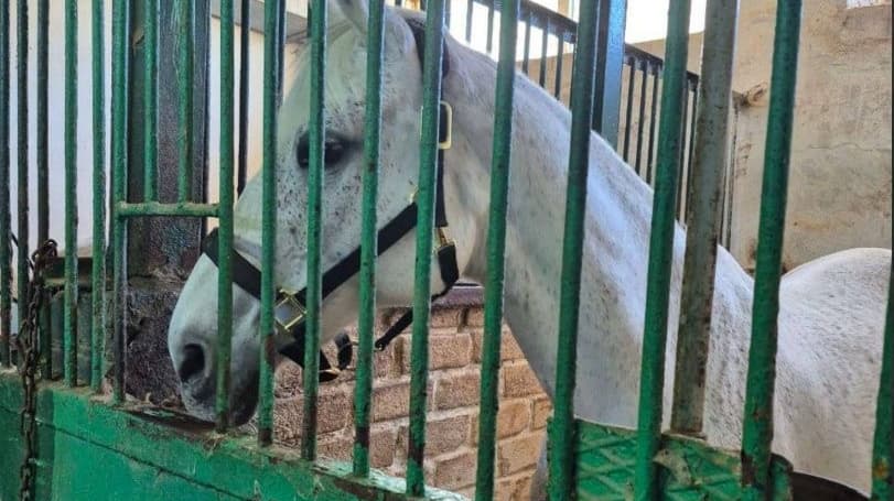 Депутат Госдумы высказался об издевательствах над лошадью в Нижнем Новгороде