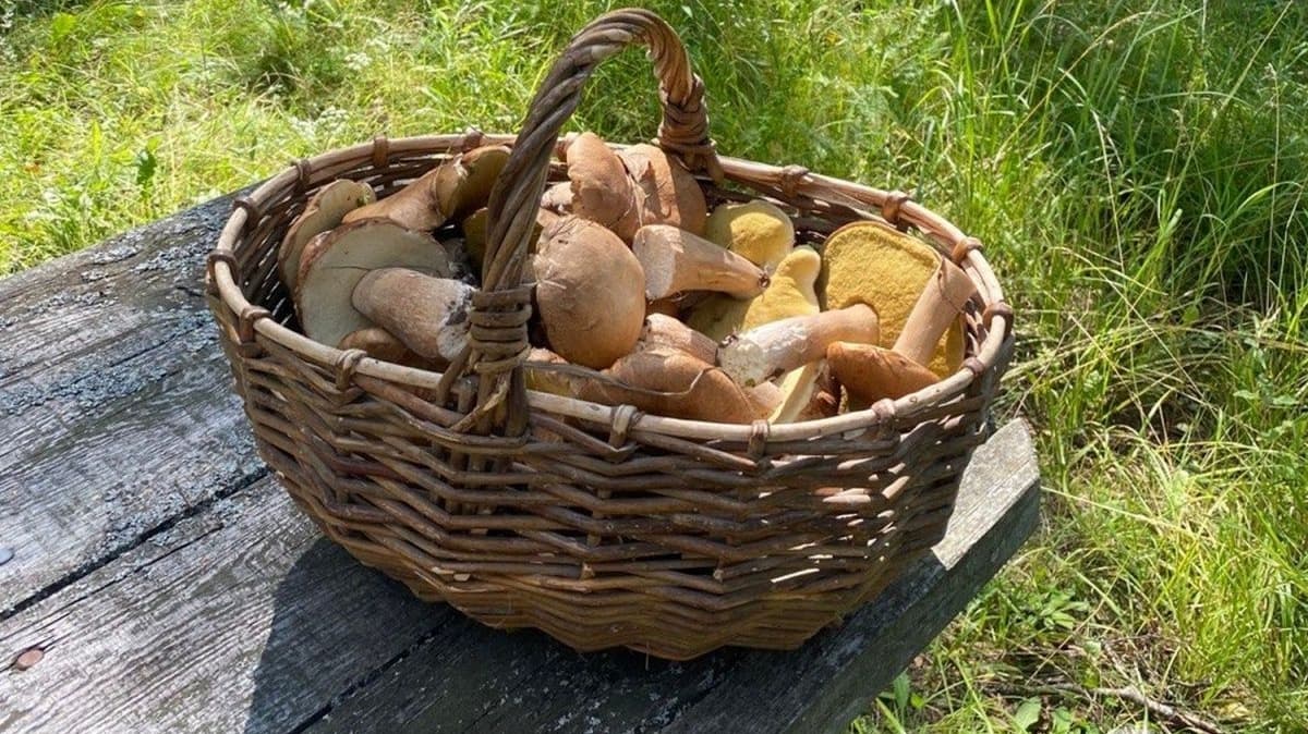 Сколько грибов можно есть без вреда для здоровья, рассказали нижегородцам