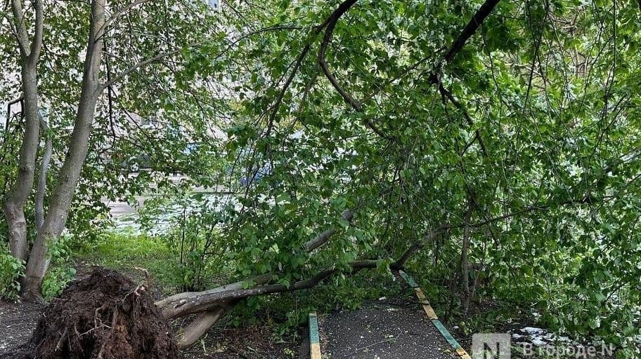Более 30 деревьев повредили провода ЛЭП в Нижегородской области из-за грозы