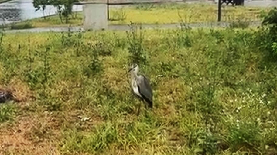 Дикую цаплю спасли в Канавинском районе Нижнего Новгорода