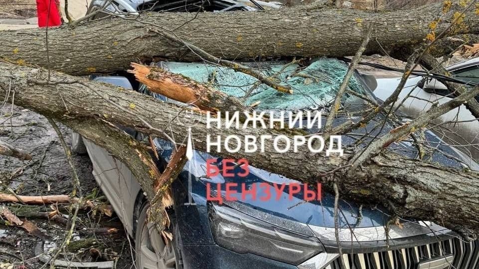 Нижегородской ДУК придется отвечать за упавшее на иномарку дерево