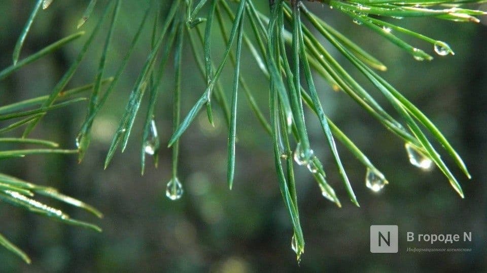 Опубликован прогноз погоды в Нижнем Новгороде на последнюю неделю июня