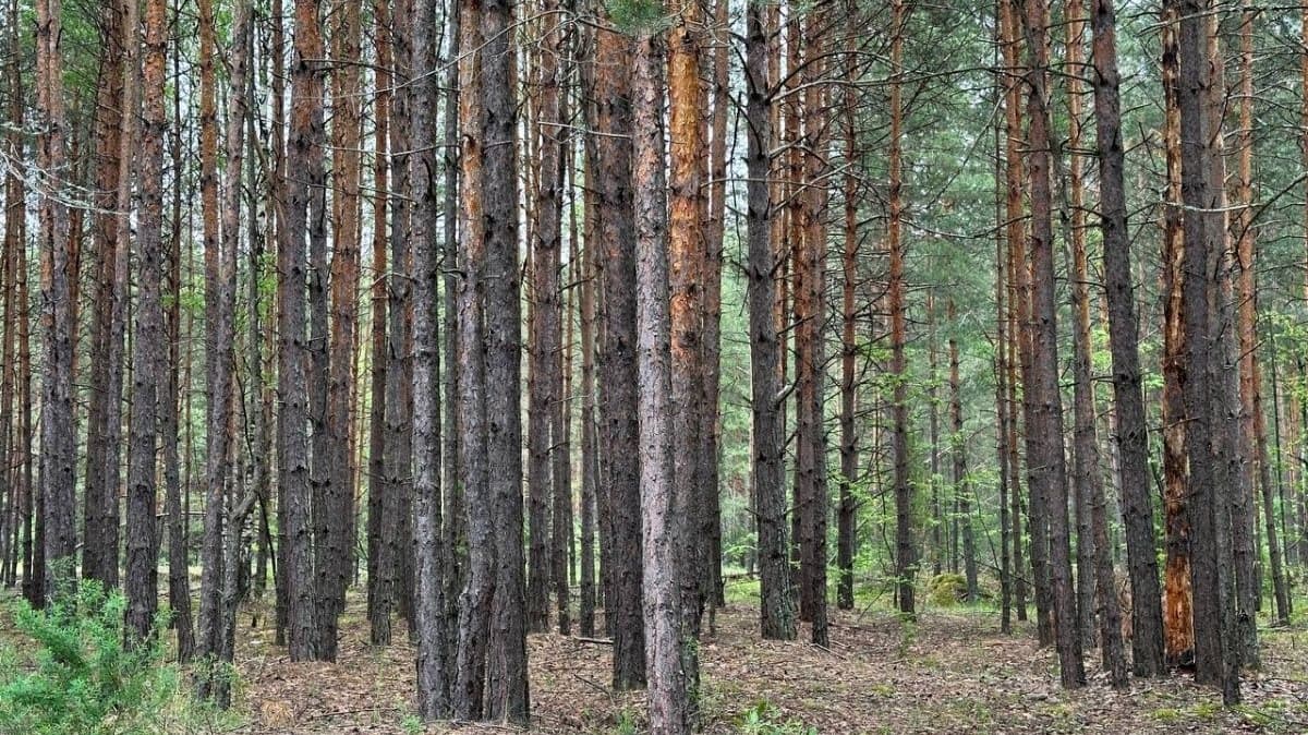 Появились первые подробности пожара в Керженском заповеднике