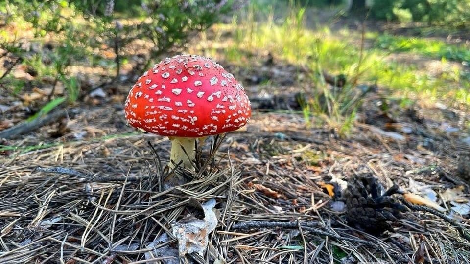 Нижегородцев предупредили об опасности мухоморов