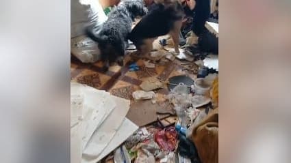 Опубликованы фото живодерни в квартире на Ясной в Нижнем Новгороде