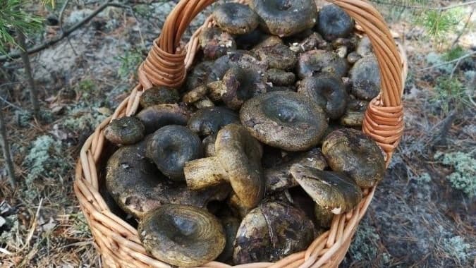 Нижегородский блогер рассказал о лучших грибах для соления
