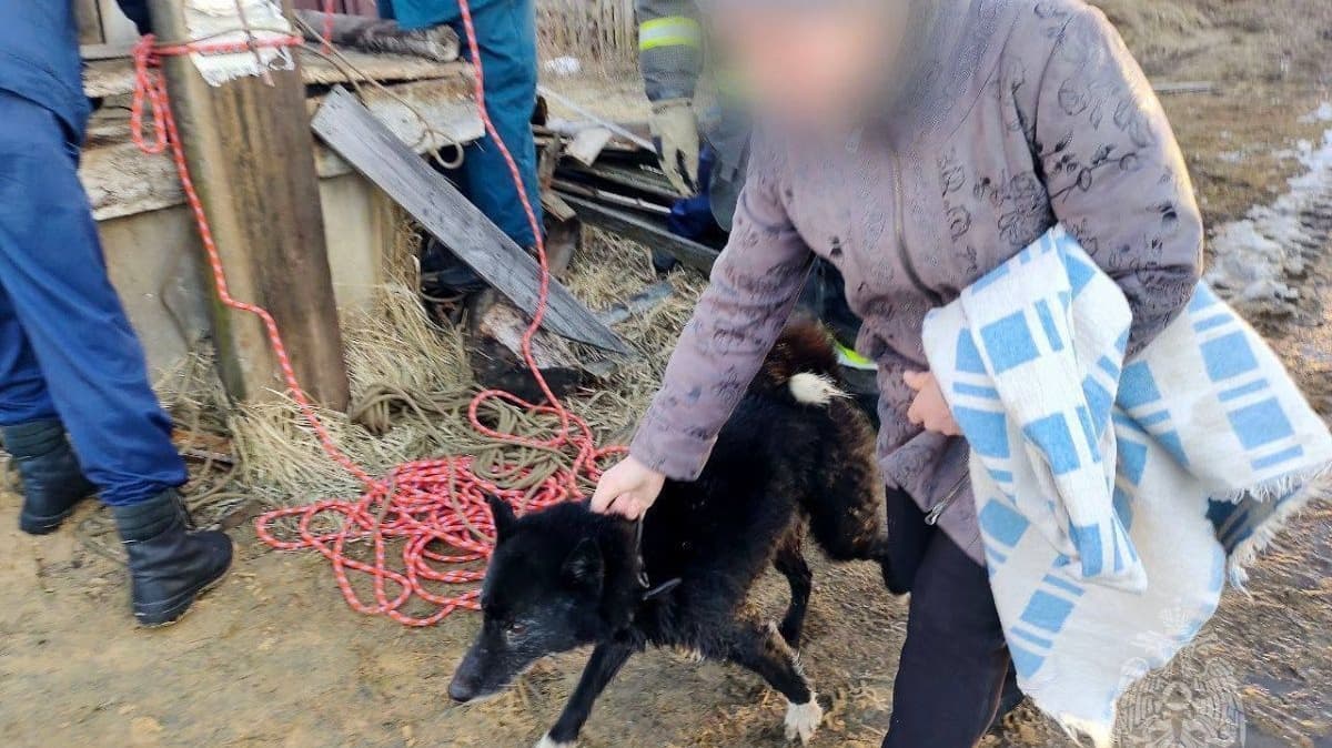 Спасатели помогли упавшей в колодец собаке в Нижегородской области