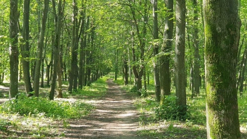 Нижегородцам рассказали, как пережить «тополиную метель»