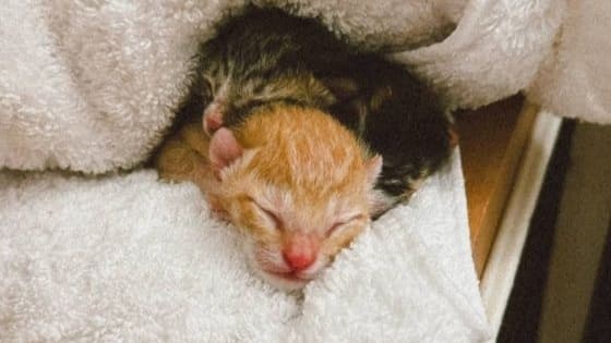 Нижегородка спасла трех новорожденных котят в Египте