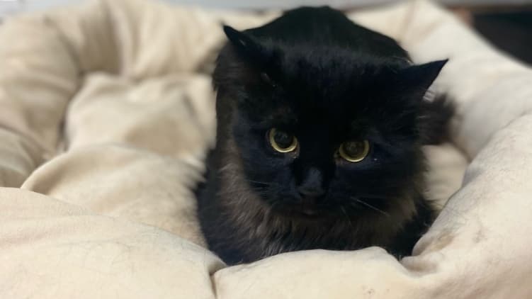 14 брошенных кошек привезли в Нижний Новгород из зоны СВО