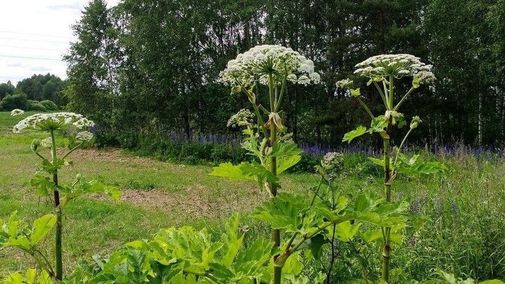 Люлин раскритиковал борьбу с борщевиком в Нижегородской области