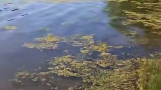 Нижегородцы жалуются на вонь и грязь в озере в Автозаводском парке