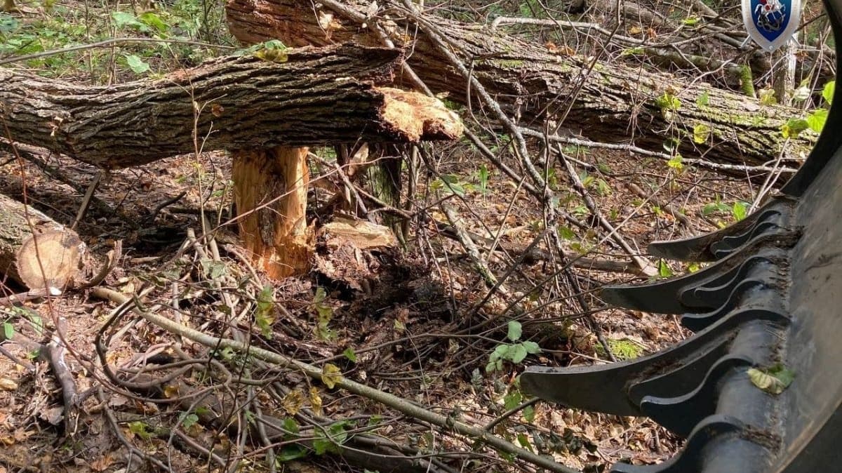 Рабочего чуть не убило деревом в лесу в Нижегородской области