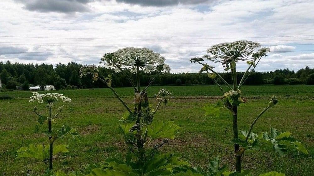 В Нижегородской области могут усилить меры по борьбе с борщевиком