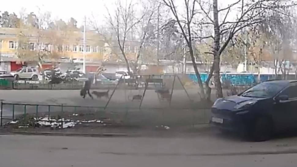 Бездомные собаки атаковали ребенка в Нижегородской области