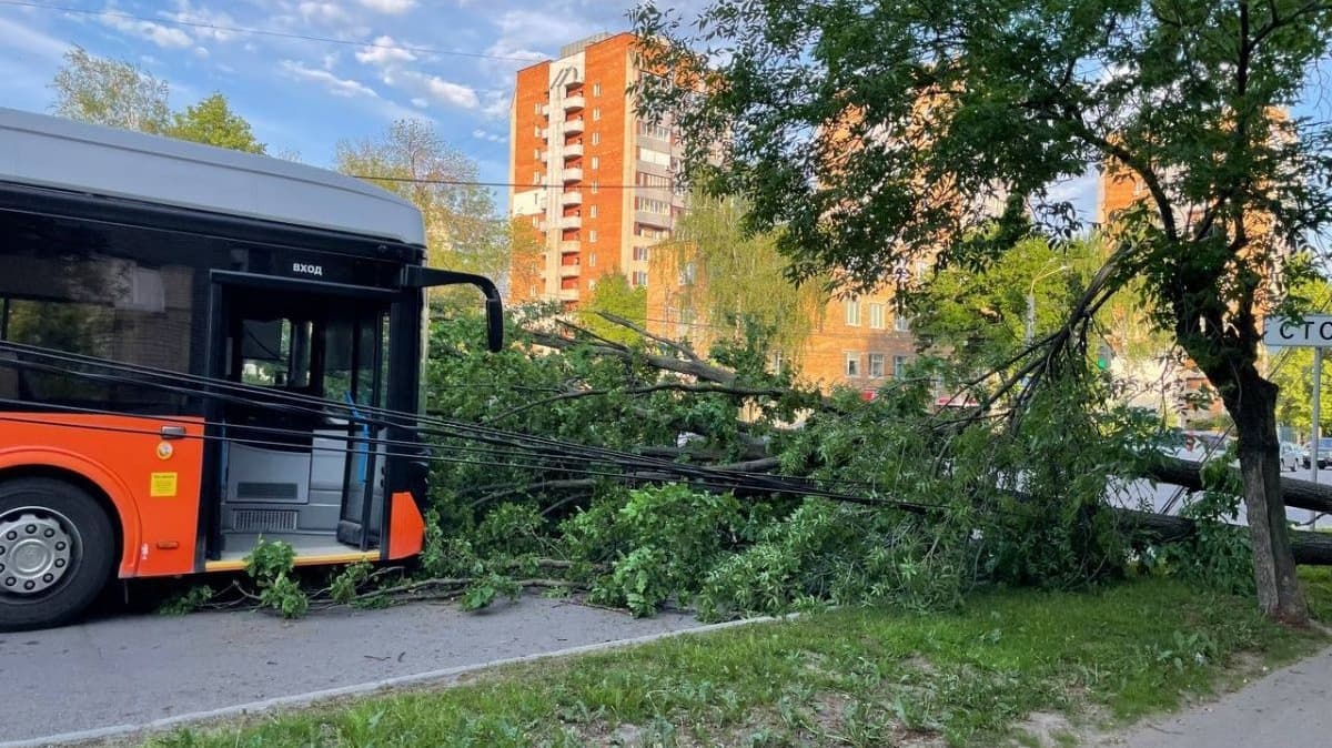 Появились фото с места падения дерева на легковушку в Нижнем Новгороде
