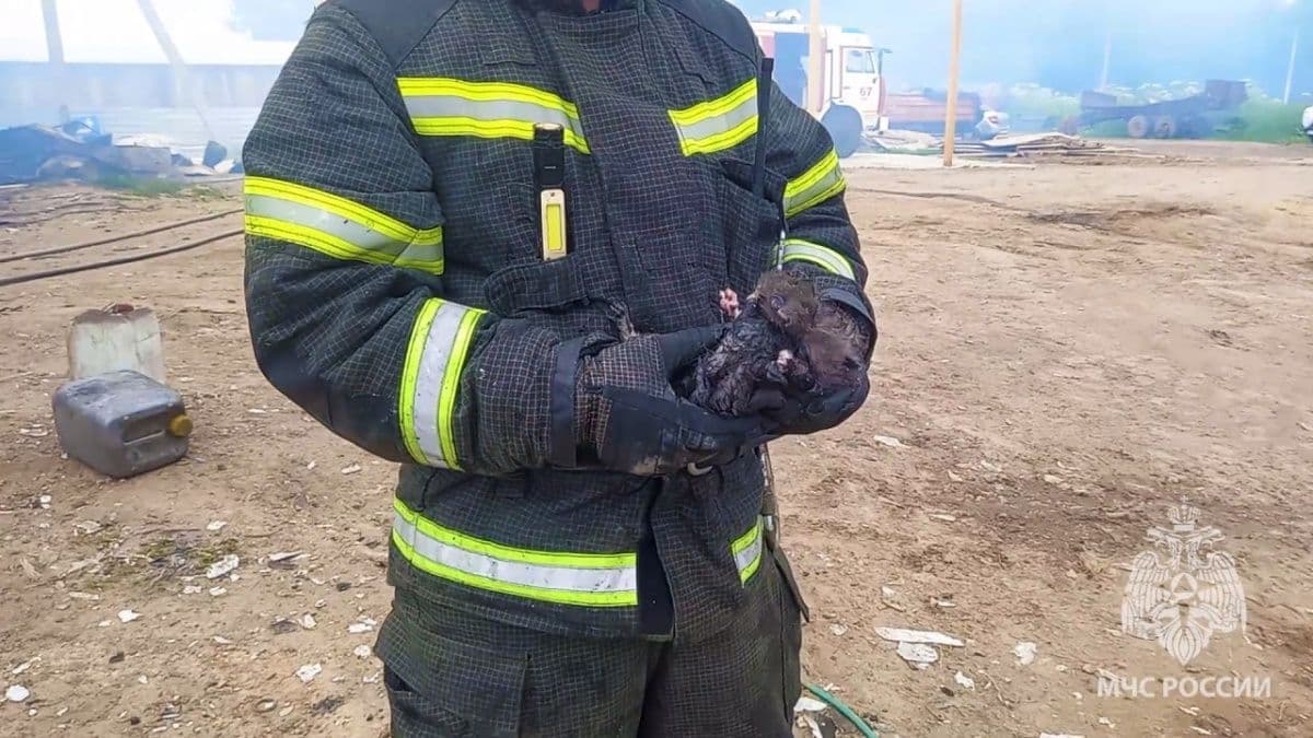 Шесть котят и десять телят спасли при пожаре на ферме на Бору