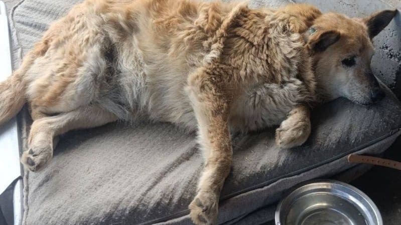 Собаку жестоко швырнули перед воротами приюта в Нижнем Новгороде