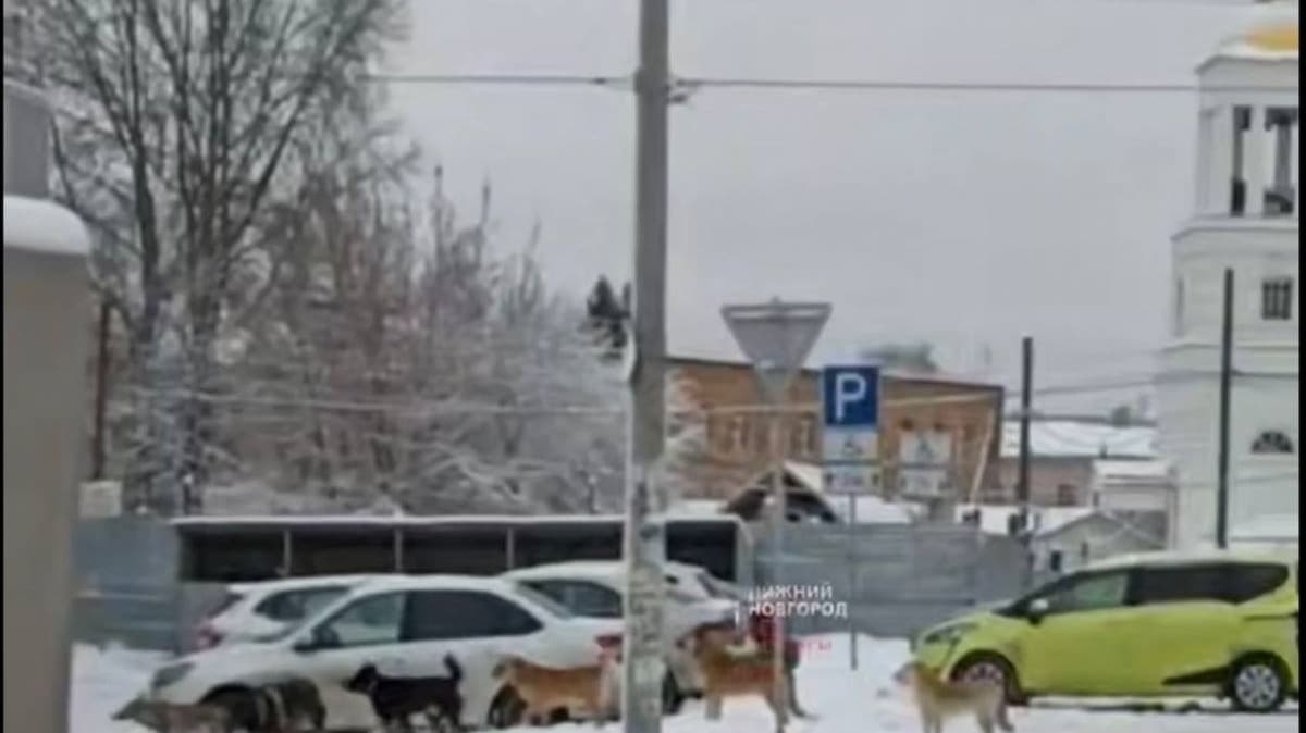 Жители Бора жалуются на стаи бездомных собак