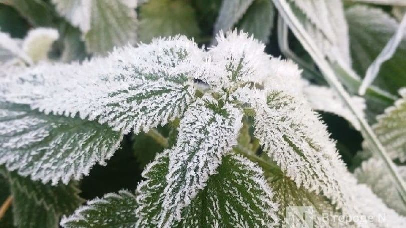 Новые заморозки до -5℃ надвигаются на Нижегородскую область
