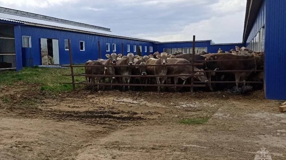 100 коров спасли на пожаре в Нижегородской области
