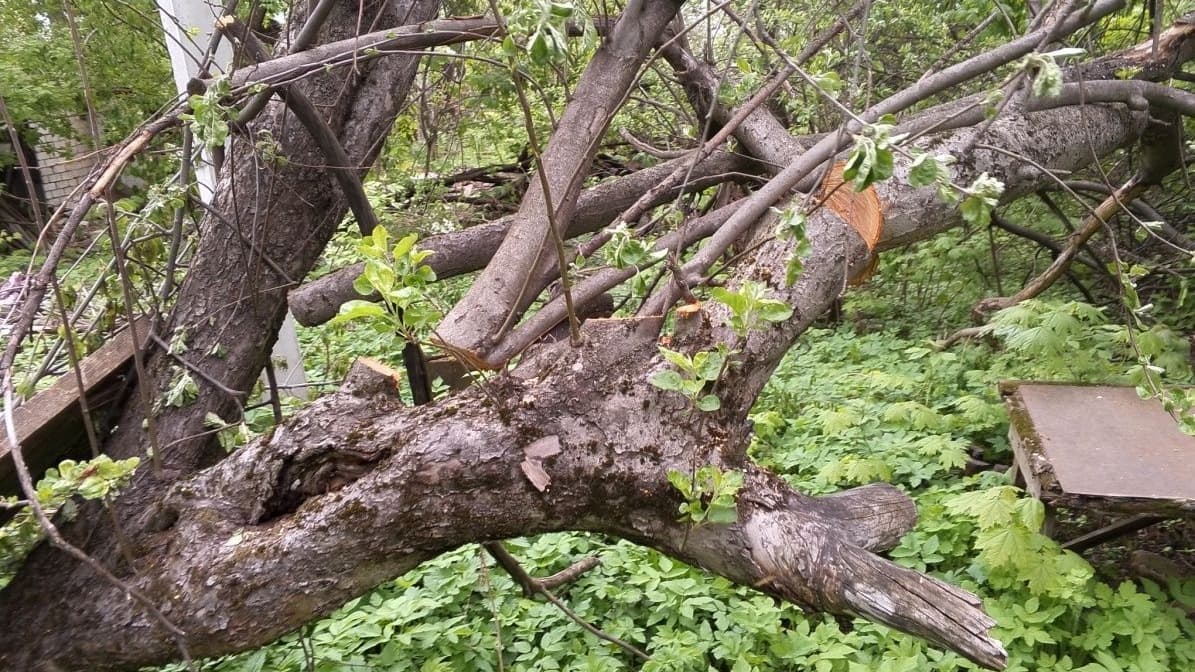Неизвестные пилят деревья у дома на улице Генкиной в Нижнем Новгороде