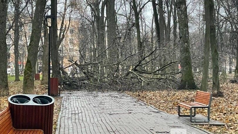 Около 40 деревьев упали из-за ураганного ветра в Нижнем Новгороде