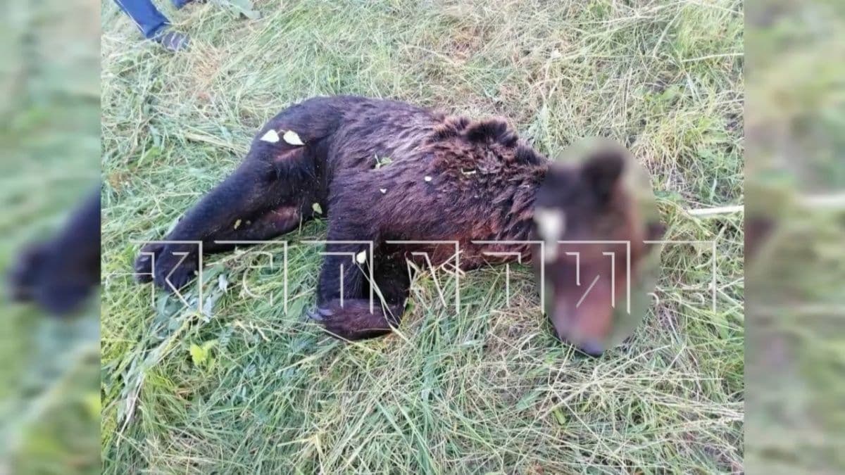 Экс-сотрудник нижегородского Минлесхоза осужден за убийство медвежонка