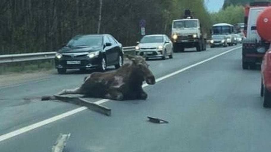 Лосиха погибла на трассе под Нижним Новгородом