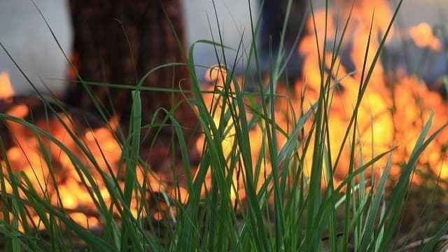 Керженский заповедник временно закрыт с 1 июня из-за пожарной опасности