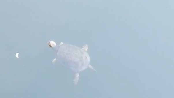 Черепаха завелась в водоеме в Нижегородской области