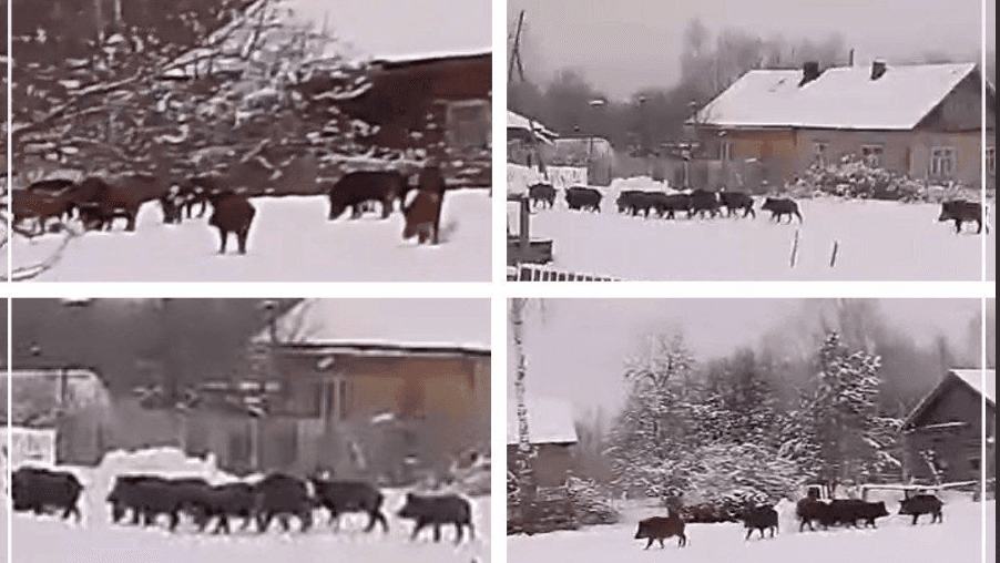 Нижегородские кабаны перепугали жителей Кировской области — видео