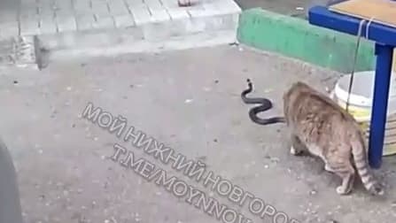 Змея у подъезда многоэтажки напугала нижегородцев