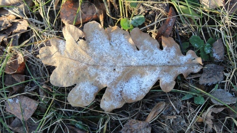 Первые заморозки прогнозируются в Нижегородской области на этой неделе