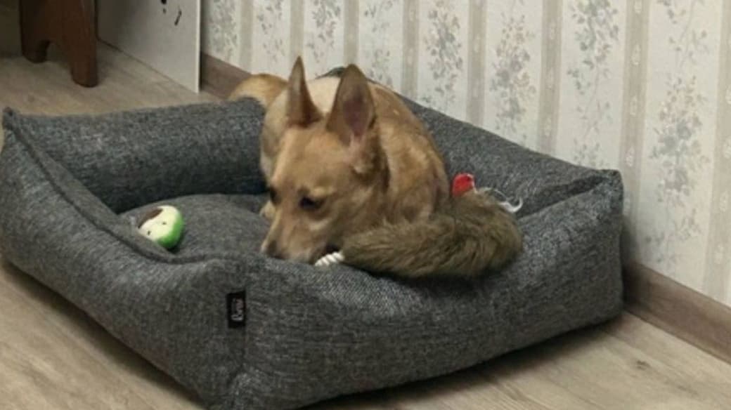 Выброшенная из окна в Решетихе собака нашла новую семью