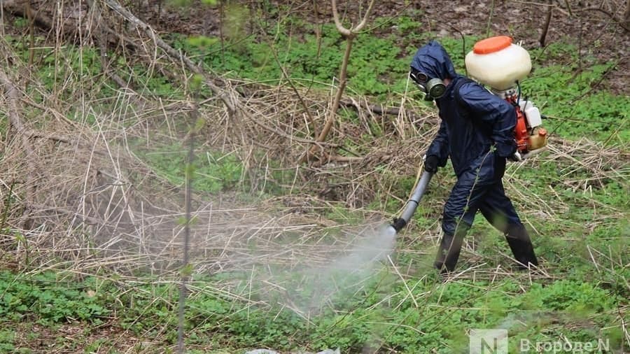 Нижегородские парки и скверы обработают от клещей 24 – 27 апреля