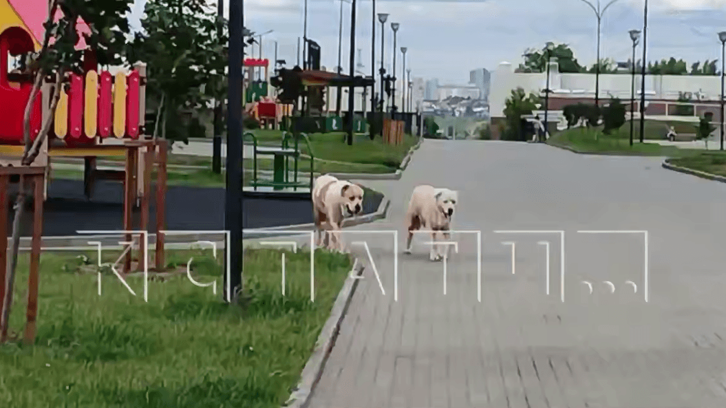 Два огромных алабая терроризируют жителей ЖК в Нижнем Новгороде