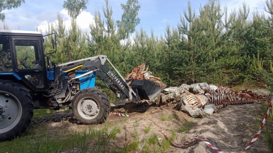 Свалку костей животных в Нижнем Новгороде полностью ликвидировали