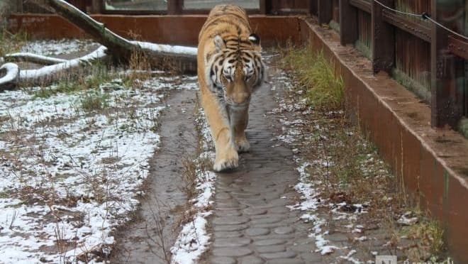 Амурский тигр Эмир умер в зоопарке «Лимпопо» в Нижнем Новгороде