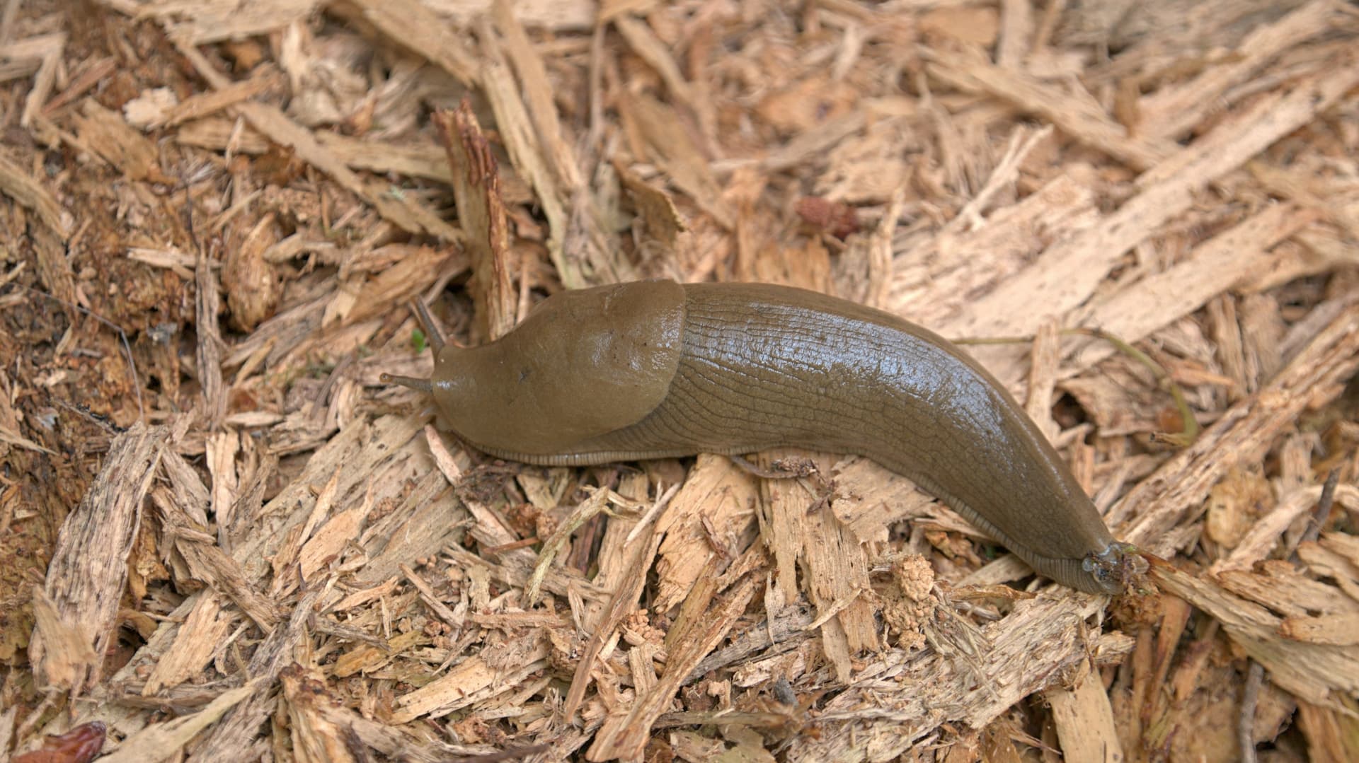 Я больше не борюсь со слизнями: 1 ложка доломитовой муки спасла капусту и картошку