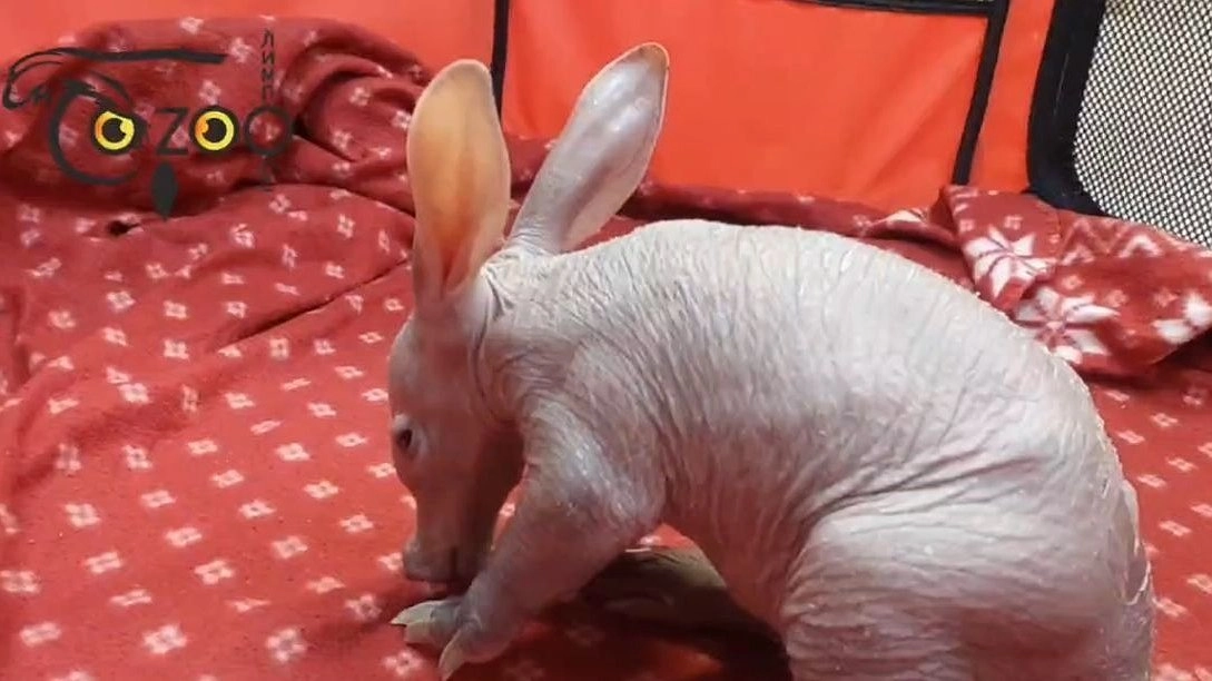 Главная картинка новости: Редкий зверь родился в нижегородском зоопарке «Лимпопо»