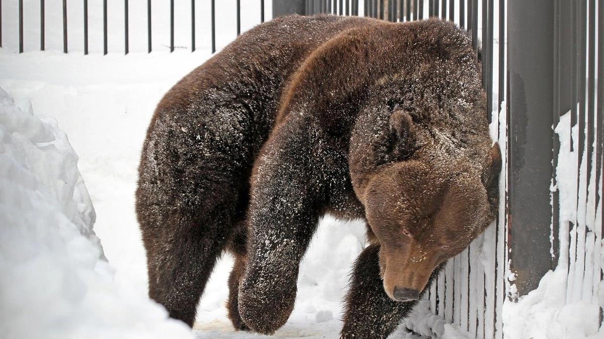 Главная картинка новости: Бурые медведи вышли из спячки в нижегородском зоопарке