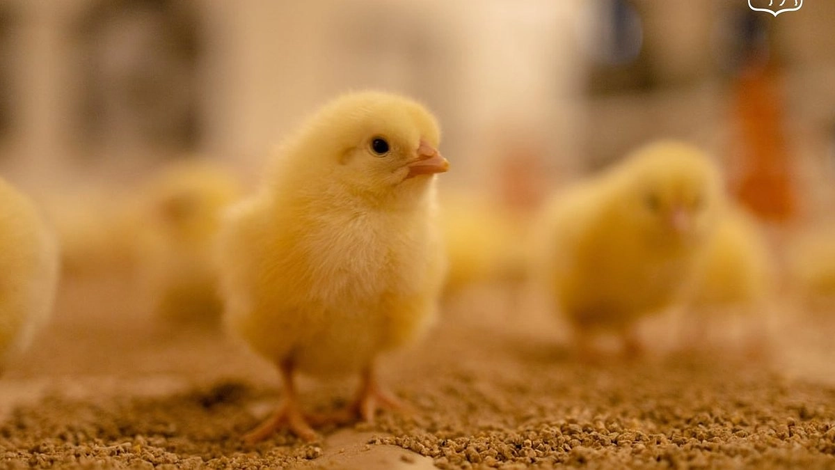 В Павловском округе при поддержке региона обновили восемь птичников