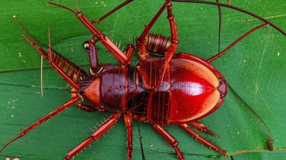 ДУК объяснил полчища тараканов в пятиэтажке на улице Бориса Панина