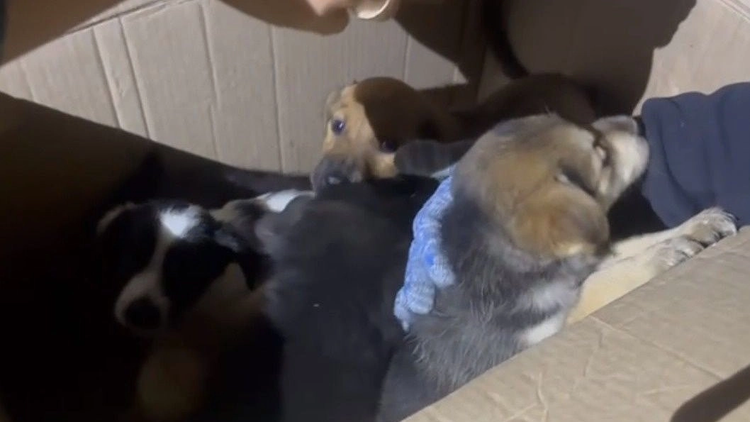 Нижегородская полиция заинтересовалась новым «концлагерем» для животных